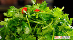 吃不吃香菜是什么梗，不吃香菜网络语啥意思爱情