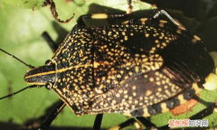 臭虫长什么样图片，臭虫长得是什么样子