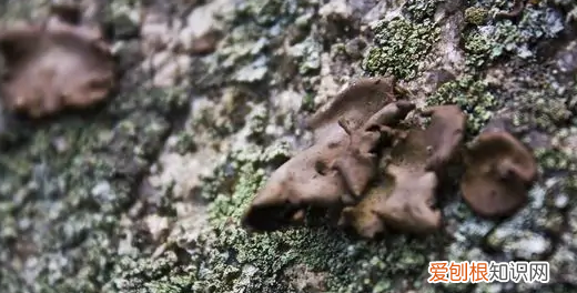 做木耳汤怎么做好吃,吃起来脆脆的那个木耳是什么