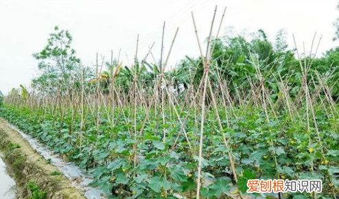 如何让黄瓜变直,怎样让黄瓜又直又长