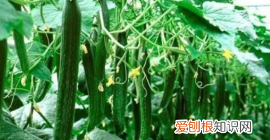 如何让黄瓜变直,怎样让黄瓜又直又长