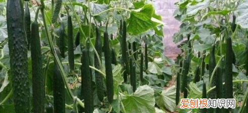 如何让黄瓜变直,怎样让黄瓜又直又长