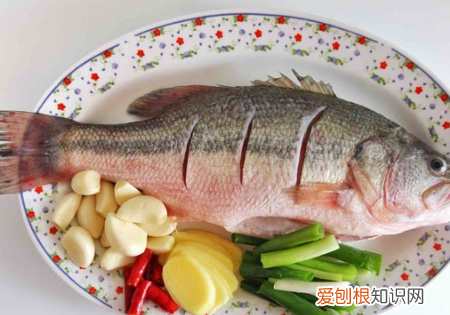 如何做家常红烧鲈鱼，红烧鲈鱼的做法怎么做最好吃视频