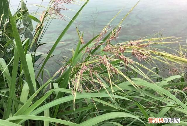 颜色黑如炭，却曾是皇家贡品，如今更是50元1斤