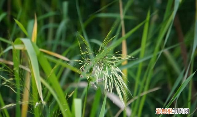 颜色黑如炭，却曾是皇家贡品，如今更是50元1斤
