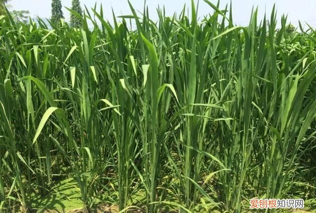 颜色黑如炭，却曾是皇家贡品，如今更是50元1斤