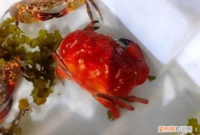 有毒螃蟹面包蟹 面包蟹跟有毒螃蟹的区别
