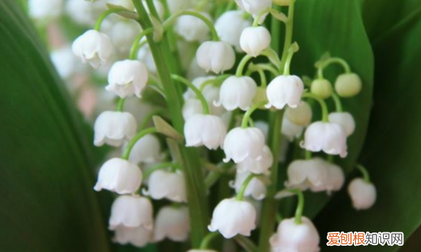 铃兰花的开花时间，铃兰什么时候开花