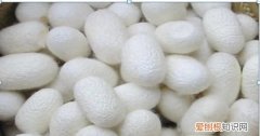 煮蚕茧要加什么东西吗?，蚕茧要怎么煮蚕蛹怎么弄出来