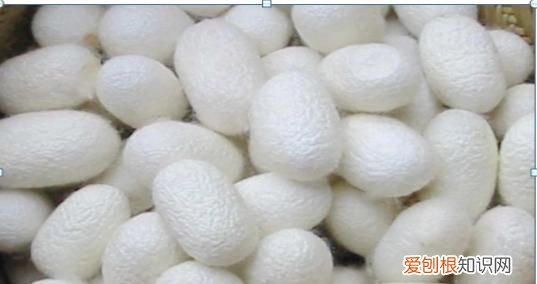 煮蚕茧要加什么东西吗?，蚕茧要怎么煮蚕蛹怎么弄出来