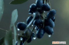 50句 关于雨的诗句