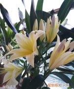 誓欲百合到天荒什么意思，好看的百合文无虐无h一对一