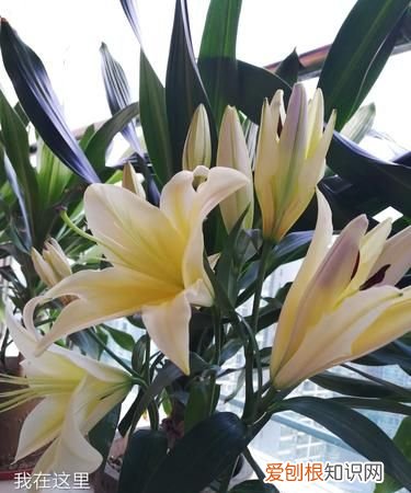 誓欲百合到天荒什么意思,好看的百合文无虐无h一对一