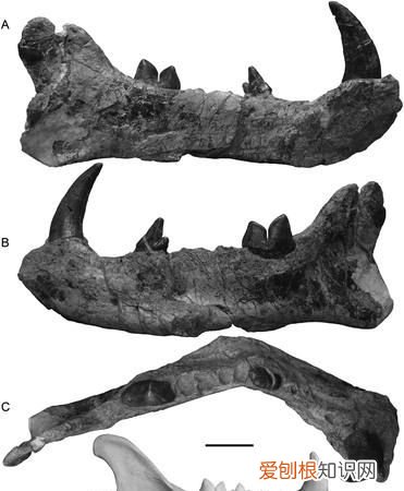 世界上最大的肉食哺乳动物北极熊