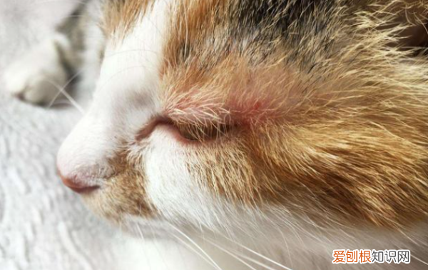 猫咪外伤感染化脓怎么处理,猫咪伤口发炎流脓用什么药效果好