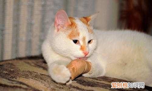 猫咪外伤感染化脓怎么处理,猫咪伤口发炎流脓用什么药效果好