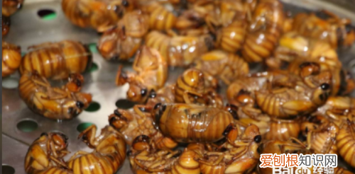 金蝉是如何保鲜的,金蝉怎样放才能保鲜