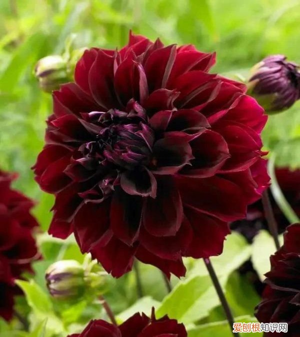 沉鱼落雁是什么修辞手法