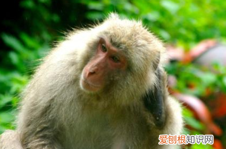 没正形是什么意思，没正性的意思是什么