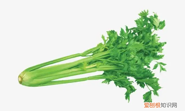 芹菜隔夜能吃，芹菜过夜还能吃吗