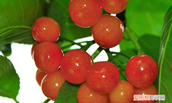 樱桃里有虫子怎么回事，樱桃里面为什么有虫子 孕妇能吃吗