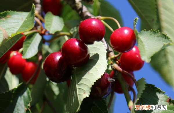 樱桃里有虫子怎么回事，樱桃里面为什么有虫子 孕妇能吃吗