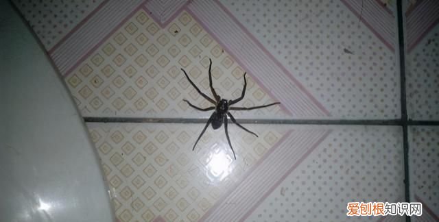 为什么不能把蜘蛛杀死 为什么不能在家里打蜘蛛