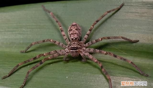 为什么不能把蜘蛛杀死 为什么不能在家里打蜘蛛