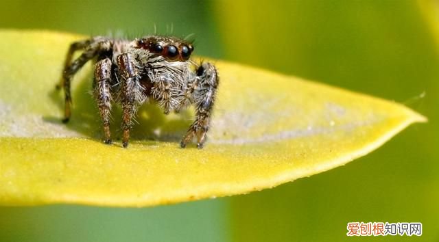 为什么不能把蜘蛛杀死 为什么不能在家里打蜘蛛