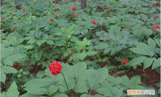 人参病害对照表大全 人参疫病的防治方法