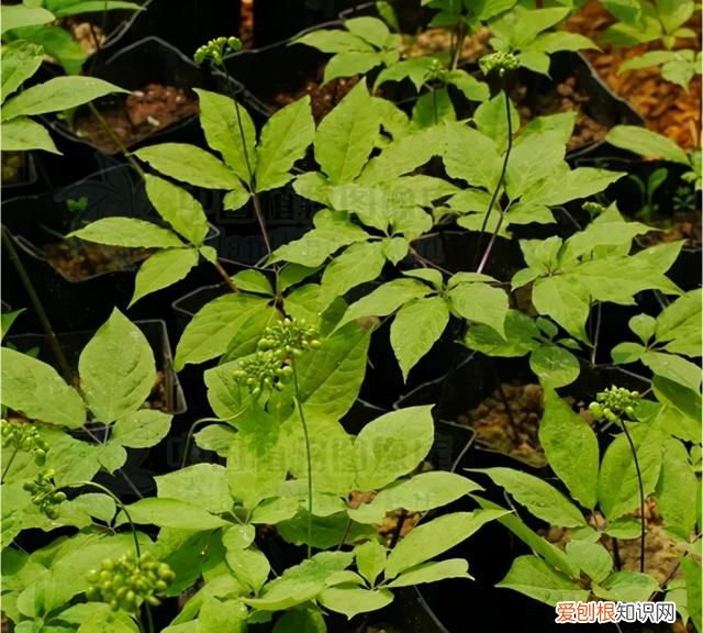 人参病害对照表大全 人参疫病的防治方法