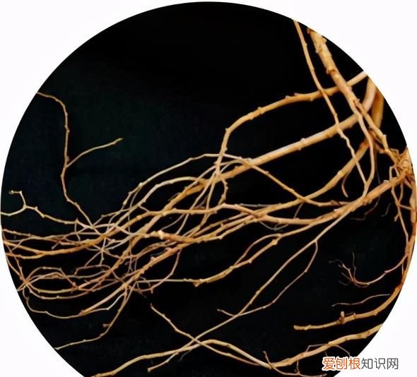 人参病害对照表大全 人参疫病的防治方法