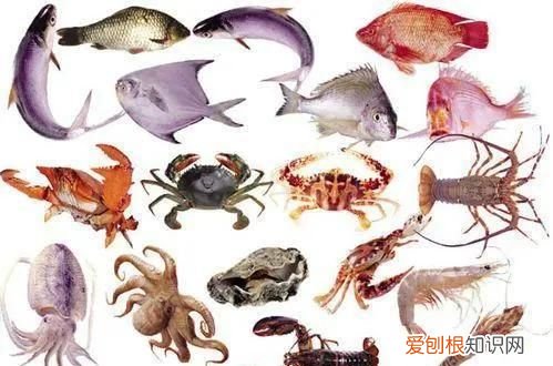 鱼虾蟹贝类和畜禽类相比什么含量更加丰富