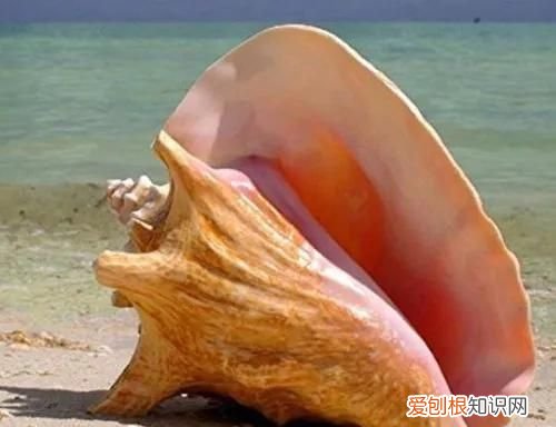 这货,经常以假乱真冒充鲍鱼,但是真的很好吃哦英语