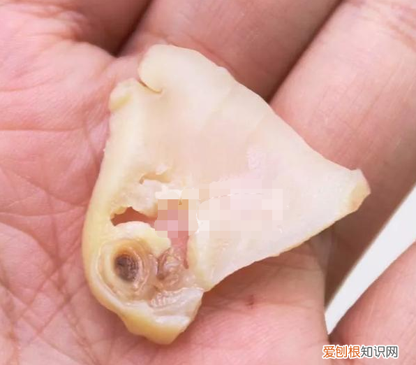 这货,经常以假乱真冒充鲍鱼,但是真的很好吃哦英语