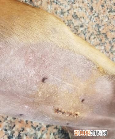 狗狗舌头被咬了怎么办，狗狗舌头被咬破缝针了能自己好吗