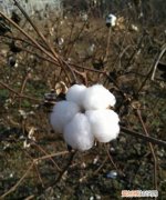 羊毛和棉花灼烧后气味，蚕丝和棉花燃烧后有何区别