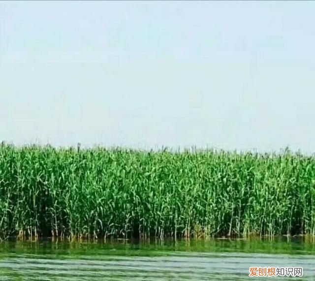 国庆节盘锦红海滩怎么样,世界奇观盘锦红海滩