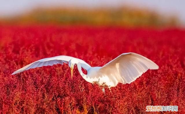 国庆节盘锦红海滩怎么样,世界奇观盘锦红海滩