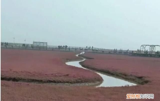 国庆节盘锦红海滩怎么样,世界奇观盘锦红海滩