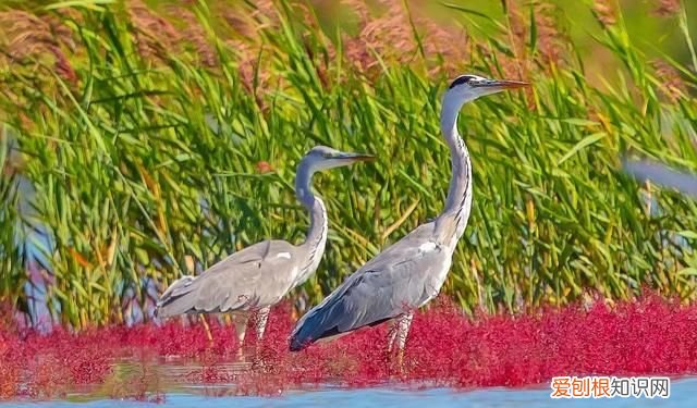国庆节盘锦红海滩怎么样,世界奇观盘锦红海滩