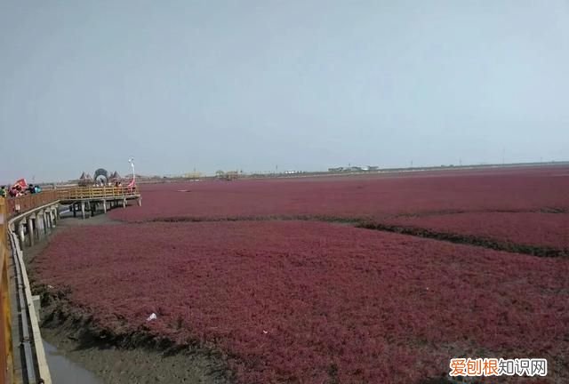 国庆节盘锦红海滩怎么样,世界奇观盘锦红海滩