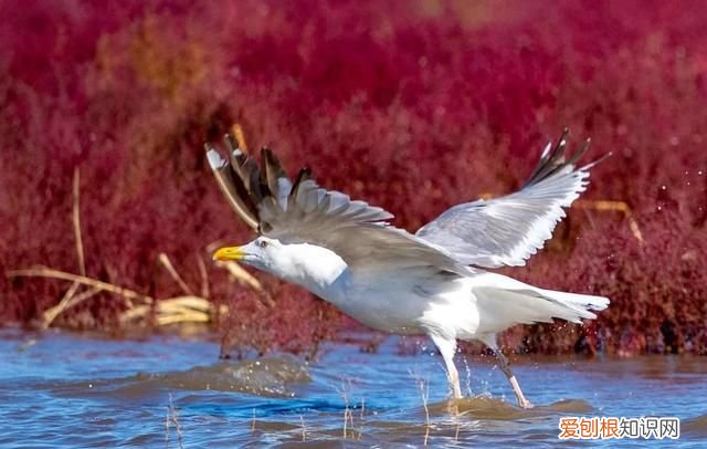 国庆节盘锦红海滩怎么样,世界奇观盘锦红海滩