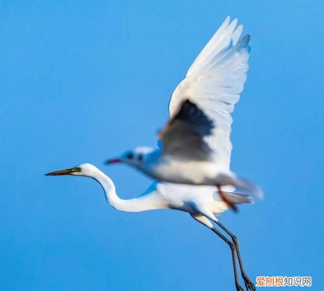 国庆节盘锦红海滩怎么样,世界奇观盘锦红海滩