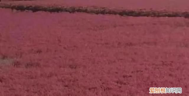 国庆节盘锦红海滩怎么样,世界奇观盘锦红海滩