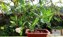 桅子开花期间怎么管理，栀子花的养护技巧和方法