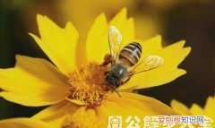 梦见打死蜂子的预兆，梦见蜂子追我是什么意思