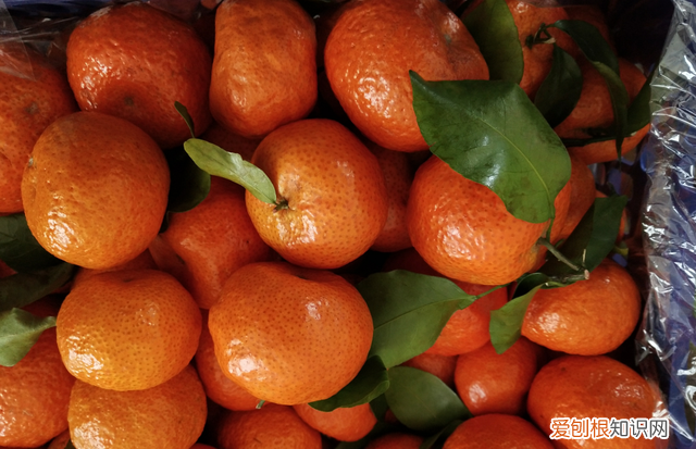 柑橘上有虫眼是什么虫害 柑桔里面的白色虫子怎么治