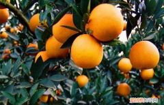 柑橘上有虫眼是什么虫害 柑桔里面的白色虫子怎么治