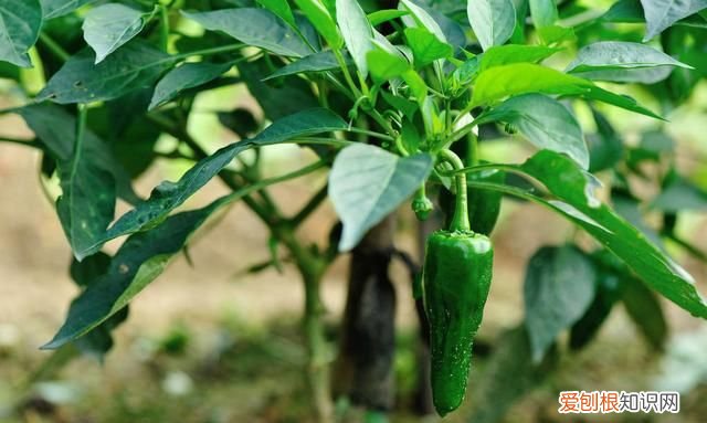 青椒的贮藏保鲜法,青椒的储存方法和温度